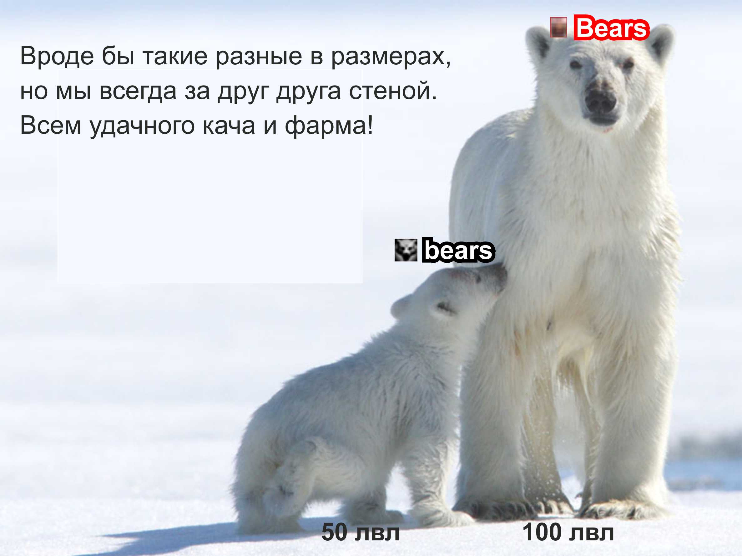 клан bears
